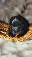 Yellow , a female Cocker Spaniel for sale in Harrisonburg, VA – 2 of 4