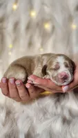 Ron, a male Cocker Spaniel for sale in Harrisonburg, VA – 1 of 2