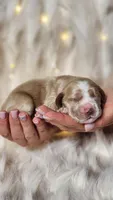 Ron, a male Cocker Spaniel for sale in Harrisonburg, VA – 2 of 2