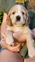 Green, a male Cocker Spaniel for sale in Harrisonburg, VA – 3 of 4