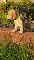Green, a male Cocker Spaniel for sale in Harrisonburg, VA – 4 of 4
