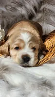 Green, a male Cocker Spaniel for sale in Harrisonburg, VA – 1 of 3
