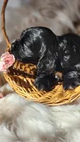 Yellow , a female Cocker Spaniel for sale in Harrisonburg, VA – 3 of 4