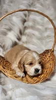 Gray, a male Cocker Spaniel for sale in Harrisonburg, VA – 3 of 4