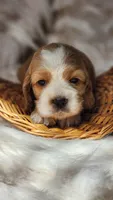 Blue, a male Cocker Spaniel for sale in Harrisonburg, VA – 2 of 4