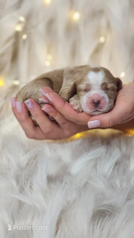 Richie  – English Cocker Spaniel puppy for sale in Harrisonburg, VA