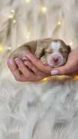 Richie , a male English Cocker Spaniel for sale in Harrisonburg, VA – 1 of 1