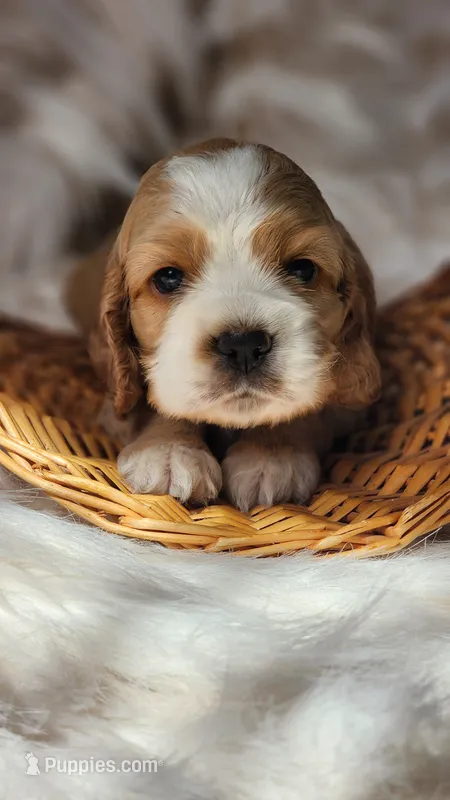 Blue – Cocker Spaniel puppy for sale in Harrisonburg, VA