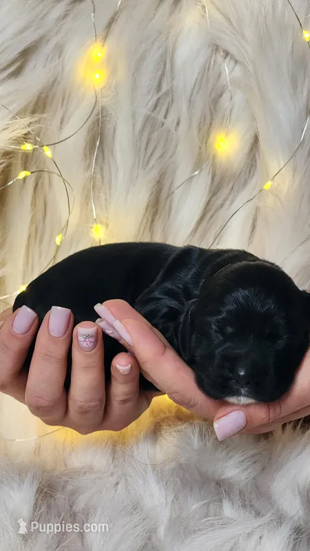 Luna – Cocker Spaniel puppy for sale in Harrisonburg, VA