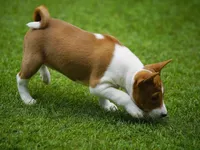 Diamond, a female Basenji for sale in Chatsworth, CA – Photo 9 of 10