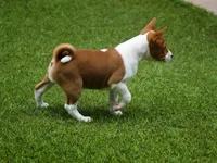 Diamond, a female Basenji for sale in Chatsworth, CA – Photo 3 of 10