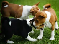 Diamond, a female Basenji for sale in Chatsworth, CA – Photo 5 of 10