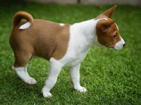 Diamond, a female Basenji for sale in Chatsworth, CA – Photo 8 of 10