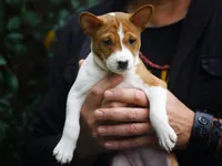 Diamond, a female Basenji for sale in Chatsworth, CA – Photo 4 of 10