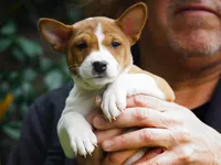 Diamond, a female Basenji for sale in Chatsworth, CA – Photo 6 of 10