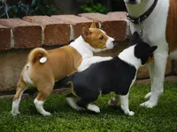 Diamond, a female Basenji for sale in Chatsworth, CA – Photo 10 of 10