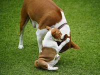 Diamond, a female Basenji for sale in Chatsworth, CA – Photo 2 of 10