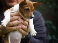 Duke, a male Basenji for sale in Chatsworth, CA – Photo 2 of 8