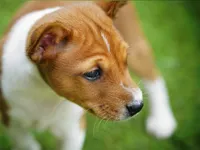 Duke, a male Basenji for sale in Chatsworth, CA – Photo 5 of 8