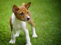 Duke, a male Basenji for sale in Chatsworth, CA – Photo 1 of 8