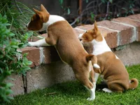 Duke, a male Basenji for sale in Chatsworth, CA – Photo 6 of 8