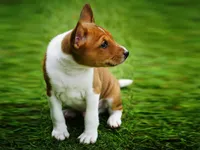 Duke, a male Basenji for sale in Chatsworth, CA – Photo 7 of 8