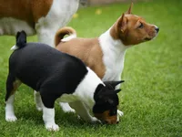 Duke, a male Basenji for sale in Chatsworth, CA – Photo 8 of 8