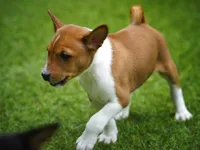 Duke, a male Basenji for sale in Chatsworth, CA – Photo 3 of 8
