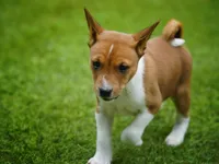 Duke, a male Basenji for sale in Chatsworth, CA – Photo 4 of 8