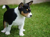 Dakota, a female Basenji for sale in Chatsworth, CA – Photo 4 of 7