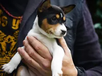 Dakota, a female Basenji for sale in Chatsworth, CA – Photo 1 of 7