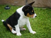 Dakota, a female Basenji for sale in Chatsworth, CA – Photo 6 of 7