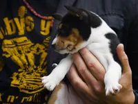 Dakota, a female Basenji for sale in Chatsworth, CA – Photo 2 of 7