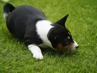 Dakota, a female Basenji for sale in Chatsworth, CA – Photo 3 of 7