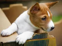 Denver, a male Basenji for sale in Chatsworth, CA – Photo 1 of 3