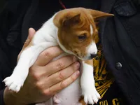 Denver, a male Basenji for sale in Chatsworth, CA – Photo 3 of 3