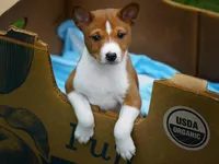 Denver, a male Basenji for sale in Chatsworth, CA – Photo 2 of 3