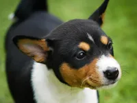 Django, a male Basenji for sale in Chatsworth, CA – Photo 3 of 6