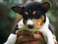 Django, a male Basenji for sale in Chatsworth, CA – Photo 6 of 6