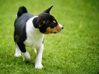 Django, a male Basenji for sale in Chatsworth, CA – Photo 5 of 6