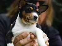 Django, a male Basenji for sale in Chatsworth, CA – Photo 1 of 6