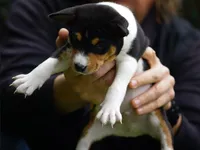 Django, a male Basenji for sale in Chatsworth, CA – Photo 2 of 6