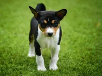 Django, a male Basenji for sale in Chatsworth, CA – Photo 4 of 6