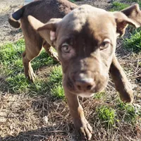 Chesty, a male Chesapeake Bay Retriever and Olde English Bulldogge for sale in Sneads Ferry, NC – Photo 3 of 3