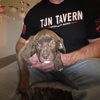 Chesty, a male Chesapeake Bay Retriever and Olde English Bulldogge for sale in Sneads Ferry, NC – Photo 1 of 3