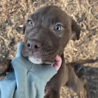 Chesty, a male Chesapeake Bay Retriever and Olde English Bulldogge for sale in Sneads Ferry, NC – Photo 2 of 3