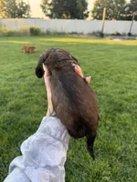Boy 6, a male Dachshund for sale in Pasco, WA – 3 of 3