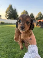 Boy 5, a male Dachshund for sale in Pasco, WA – 1 of 2