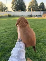 Boy 2, a male Dachshund for sale in Pasco, WA – 3 of 3