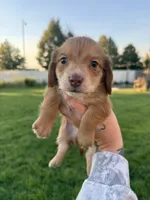 Boy 2, a male Dachshund for sale in Pasco, WA – 1 of 3